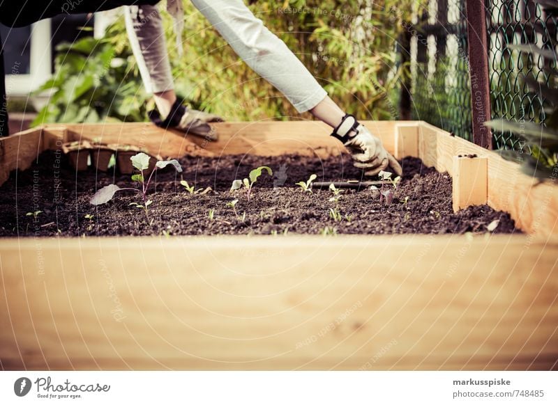 Pflanzzeit - Urban Gardening Lebensmittel Gemüse Salat Salatbeilage Kräuter & Gewürze Radieschen Salatgurke Salatblatt Pflanze Biologische Landwirtschaft