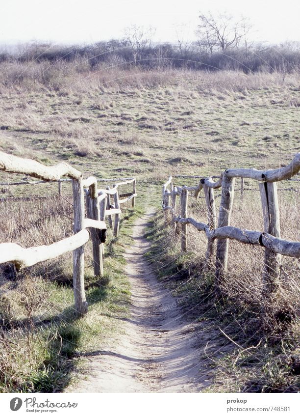 tricker. Umwelt Natur Landschaft Pflanze Himmel Horizont Frühling Sommer Schönes Wetter Baum Gras Park Wiese Feld authentisch einfach Ferne Gesundheit