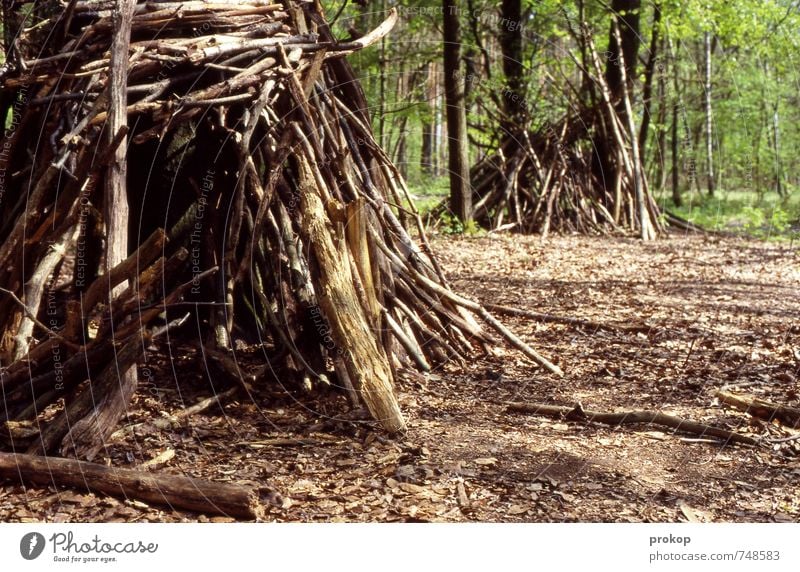 wi/aldwohnen. Umwelt Natur Landschaft Pflanze Frühling Sommer Wetter Schönes Wetter Baum Wald Häusliches Leben natürlich wild Ehrlichkeit Abenteuer Einsamkeit