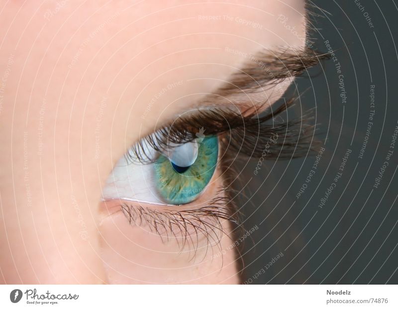 Green Eyes grün Wimpern Augenbraue Mensch Gesicht blau Haut Blick