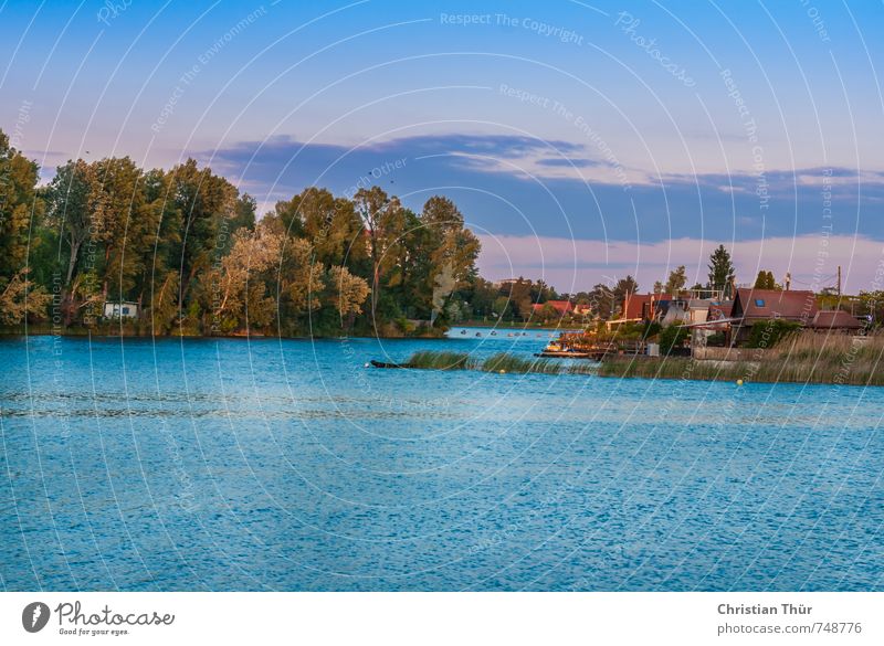 Erholung auf der alten Donau Sommer Wassersport Schwimmen & Baden Segeln Umwelt Landschaft Himmel Sonnenaufgang Sonnenuntergang Schönes Wetter Baum Gras