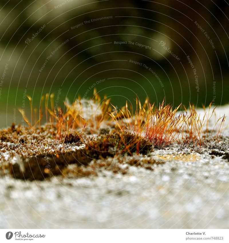 Rotschopf Natur Tier Sommer Schönes Wetter Pflanze Moos Beton einfach frisch kuschlig nah natürlich niedlich schön grau grün orange klein bescheiden dezent