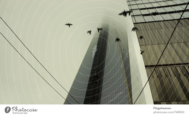 aufgescheucht II Ferien & Urlaub & Reisen Tourismus Ausflug Sightseeing Unwetter Wind Nebel Regen Tier Vogel Taube fliegen Panik Hochhaus Hochhausfassade