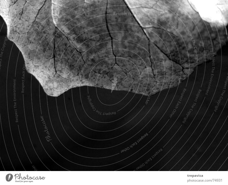 blatt trocken Pflanze Herbst Makroaufnahme Hälfte Schwarzweißfoto Strukturen & Formen Vor dunklem Hintergrund Natur