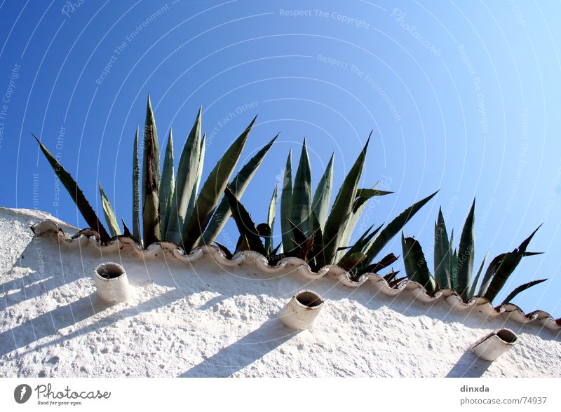 azuro Agave Kaktus Mauer Süden Sommer Himmel blau Mittelmeer