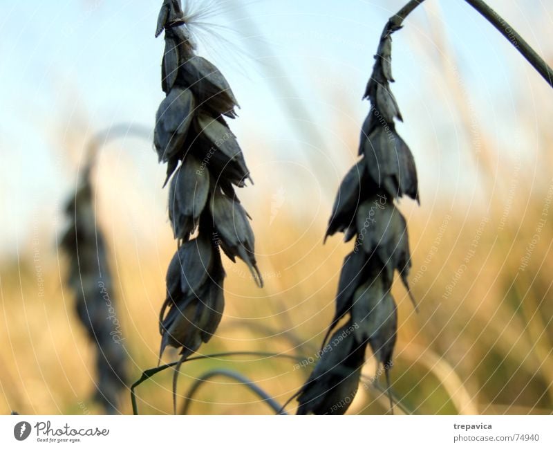 feld Herbst Pflanze Kornfeld Weizen Amerika Himmel blau-gelb getreidfeld Leben Natur Detailaufnahme Getreide