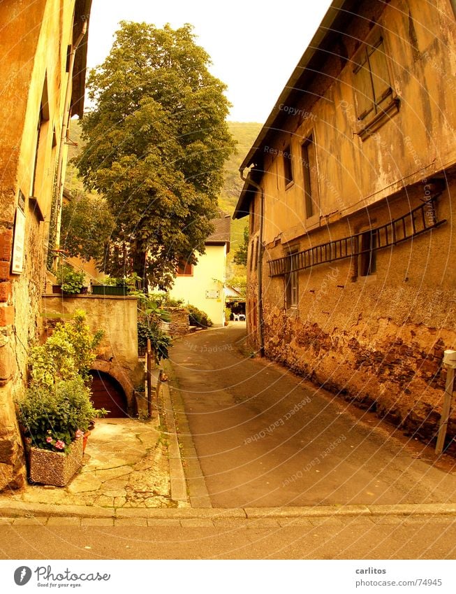 durch diese hohle Gasse Weinbau Mosel (Weinbaugebiet) Winzer verfallen Romantik eng schmal charmant Altbau alt