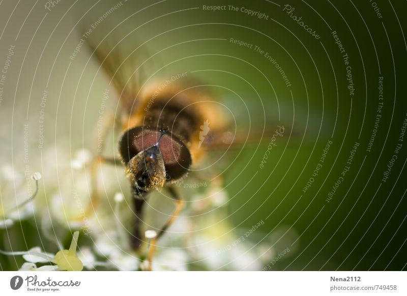 Sommerfreund Umwelt Natur Pflanze Tier Luft Frühling Schönes Wetter Wärme Blume Sträucher Blüte Garten Park Wiese Feld Fliege Biene Tiergesicht 1 Blühend stehen