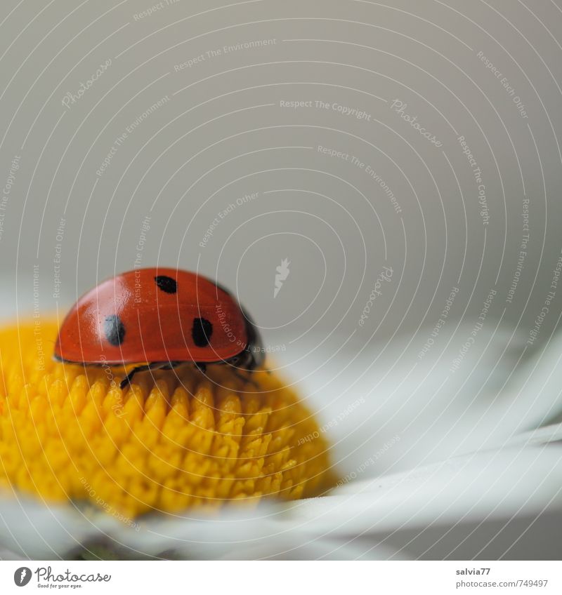 Duftkissen ruhig Meditation Valentinstag Muttertag Geburtstag Umwelt Natur Tier Frühling Sommer Blume Blüte Garten Wildtier Käfer 1 genießen glänzend Glück