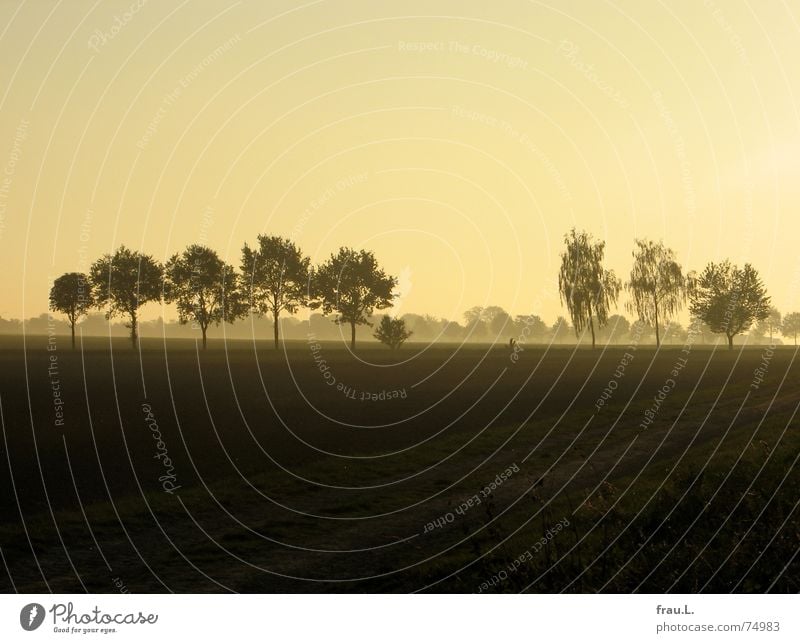 Herbstlicht Degersen Sonne Natur Landschaft Himmel Horizont Nebel Baum Sträucher Feld Dorf Straße Wege & Pfade gold Niedersachsen meditativ buschwerk