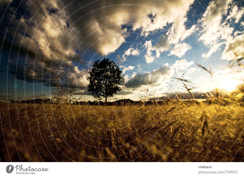 summertime Umwelt Natur Landschaft Pflanze Urelemente Himmel Wolken Horizont Sonne Sommer Schönes Wetter Wind Baum Gras Feld leuchten toben Freundlichkeit