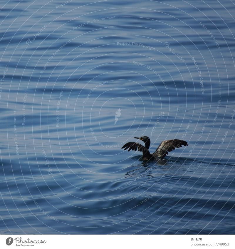 Ganz allein auf hoher See ... Natur Tier Wasser Schönes Wetter Meer Marmarameer Istanbul Türkei Wildtier Vogel Flügel Kormoran 1 Schwimmen & Baden Jagd frei