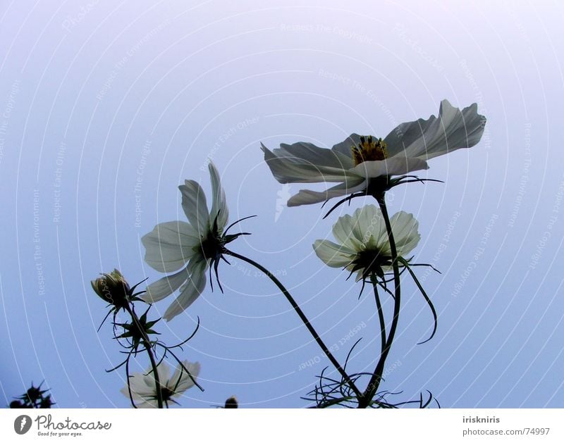 Der Sonne entgegen... Abendsonne Schmuckkörbchen Blüte Blume Sommer ruhig Schatten Verlauf Blühend Wind Verkehrswege zur sonne Abenddämmerung Pflanze