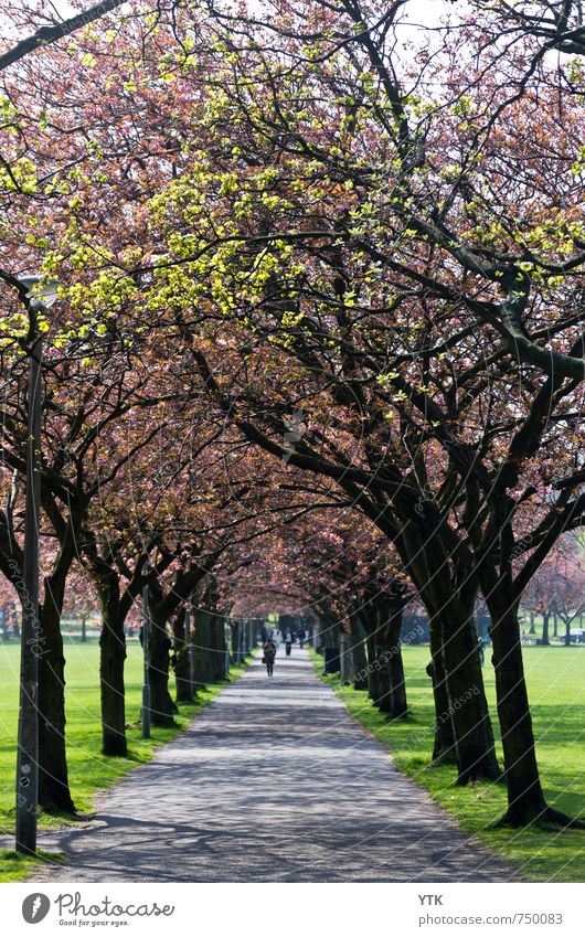 Cherry Lane Umwelt Natur Landschaft Frühling Wetter Schönes Wetter Pflanze Baum Park Wiese Stadt Stadtzentrum Duft Blühend Kirschblüten Straße Wege & Pfade