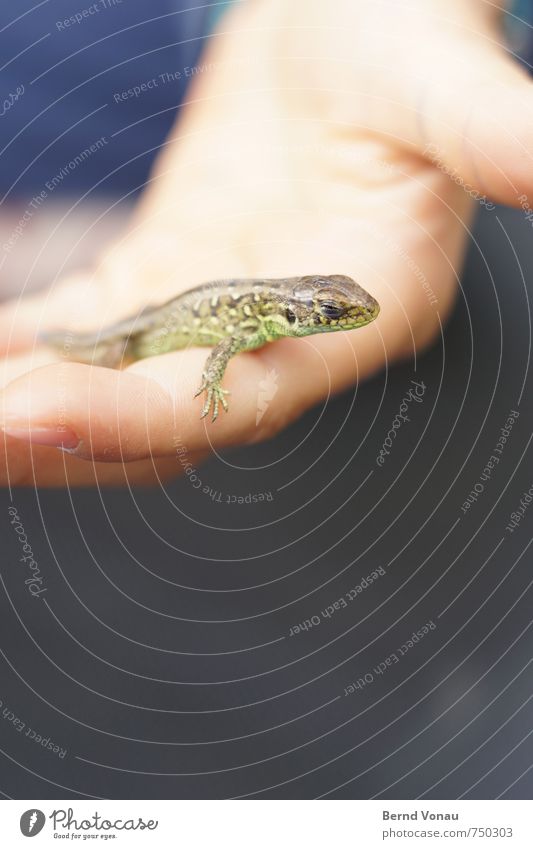 handheld Kind Hand Natur Tier träumen grün Echte Eidechsen garten.spielen sanft gefangen Kopf Auge Farbfoto Außenaufnahme Textfreiraum unten Tag Licht