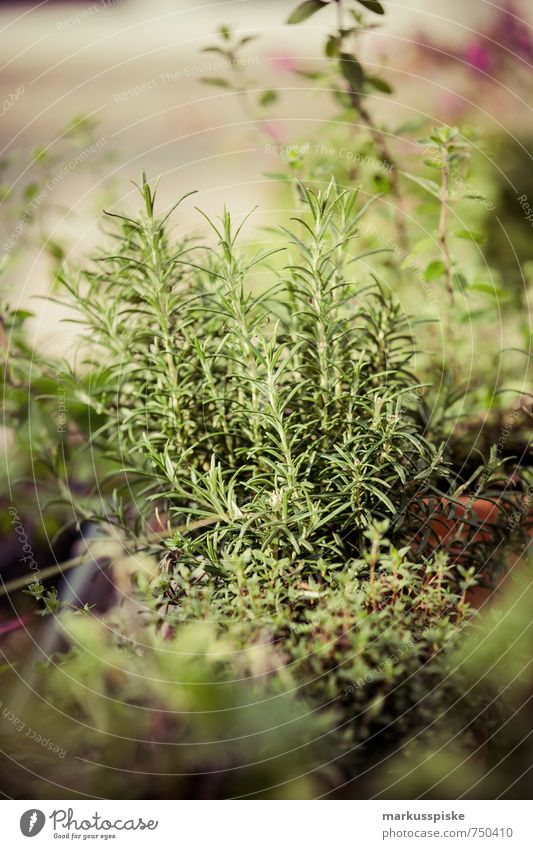 kräutergarten - urban gardening Gemüse Kräuter & Gewürze Bioprodukte Vegetarische Ernährung Biologische Landwirtschaft Biotop Alternativmedizin