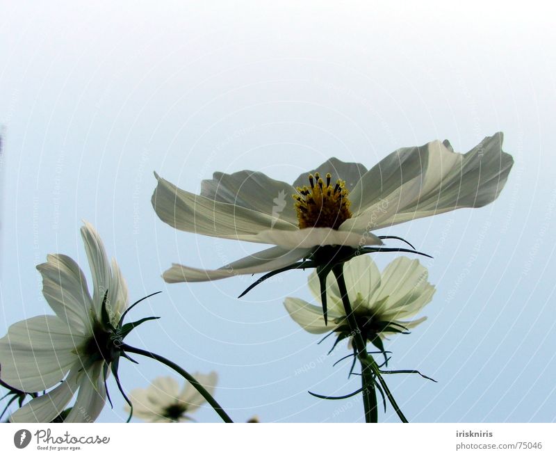 °o° Blüh °o° Abendsonne Schmuckkörbchen Blüte Blume Sommer ruhig Schatten Verlauf Stern (Symbol) Blühend Wind Verkehrswege zur sonne Abenddämmerung Pflanze