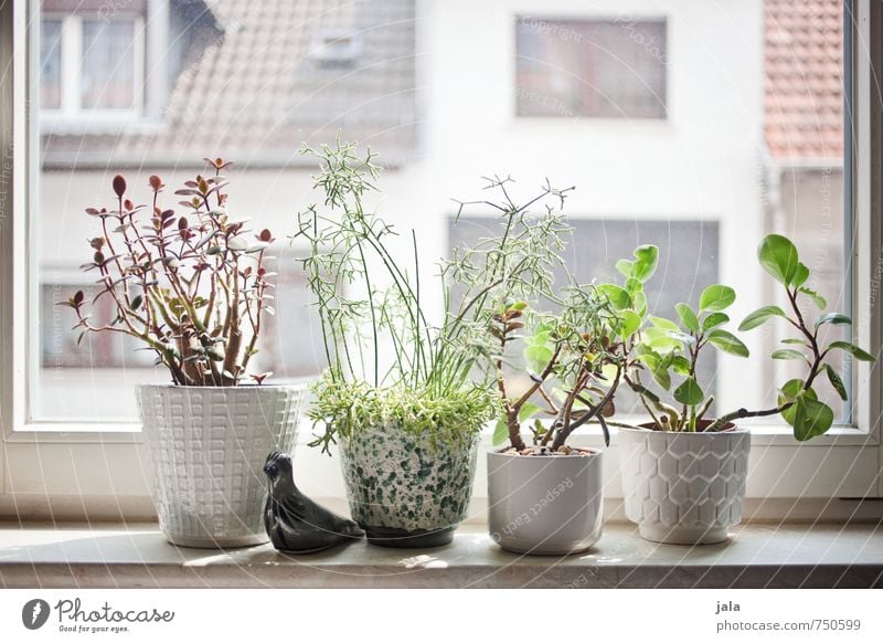 fensterbank Häusliches Leben Wohnung Dekoration & Verzierung Pflanze Grünpflanze Topfpflanze Sukkulenten Fenster Fensterbrett ästhetisch Farbfoto Innenaufnahme