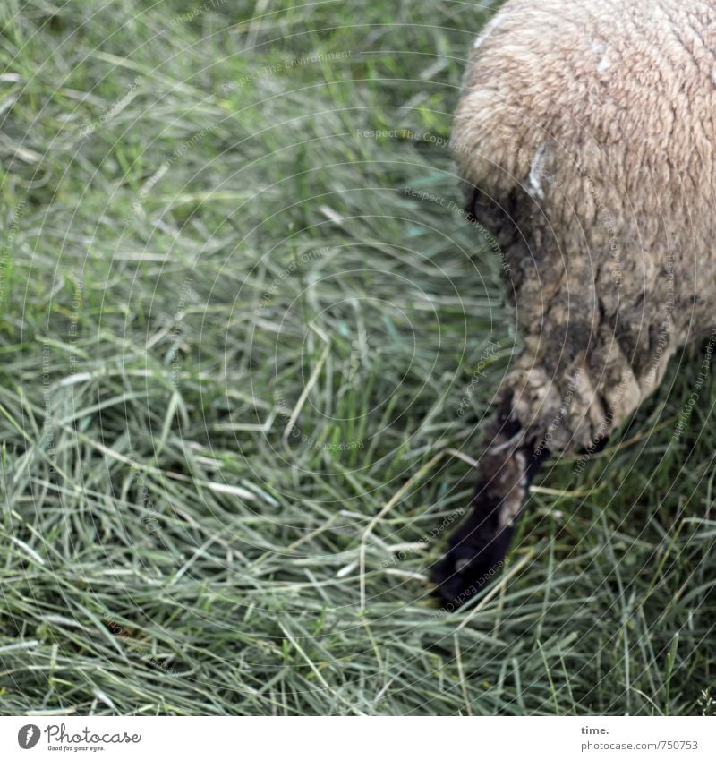 Die Sprechzeit ist um Wiese Tier Nutztier Fell Schaf Schafswolle Schaffell 1 gehen laufen Leben Müdigkeit Enttäuschung unbeständig Frustration Entschlossenheit