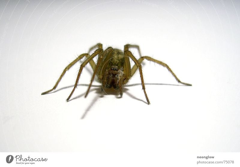 unrasierte Beine Spinne krabbeln Ekel Angst gruselig jagtspinne Auge Haare & Frisuren