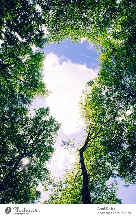 Wald Natur Landschaft Himmel Wolken Frühling Sommer Baum klein wild Farbfoto mehrfarbig Außenaufnahme Menschenleer Tag Froschperspektive