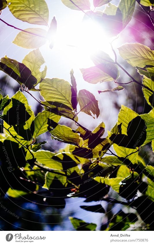 Sonne Blätter Ausflug Berufsausbildung Natur Landschaft Pflanze Himmel Sonnenlicht Frühling Schönes Wetter Baum Blatt Wald hell natürlich grün Ast Farbfoto