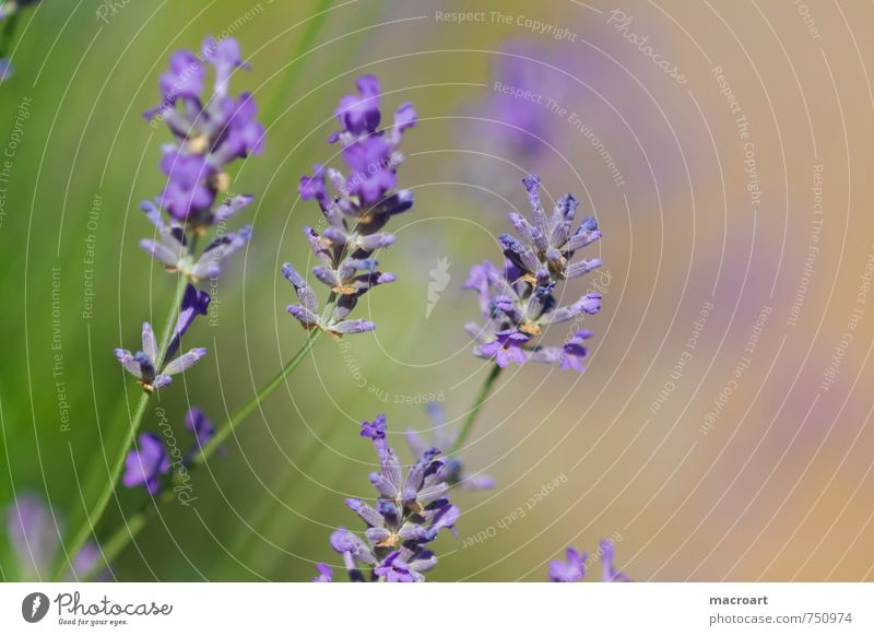 Frühling Lavendel flos Blume Blüte violett Duft Geruch Sommer Blühend beruhigend Heilpflanzen Medikament Alternativmedizin nerven Seele Gesundheit angustifolia