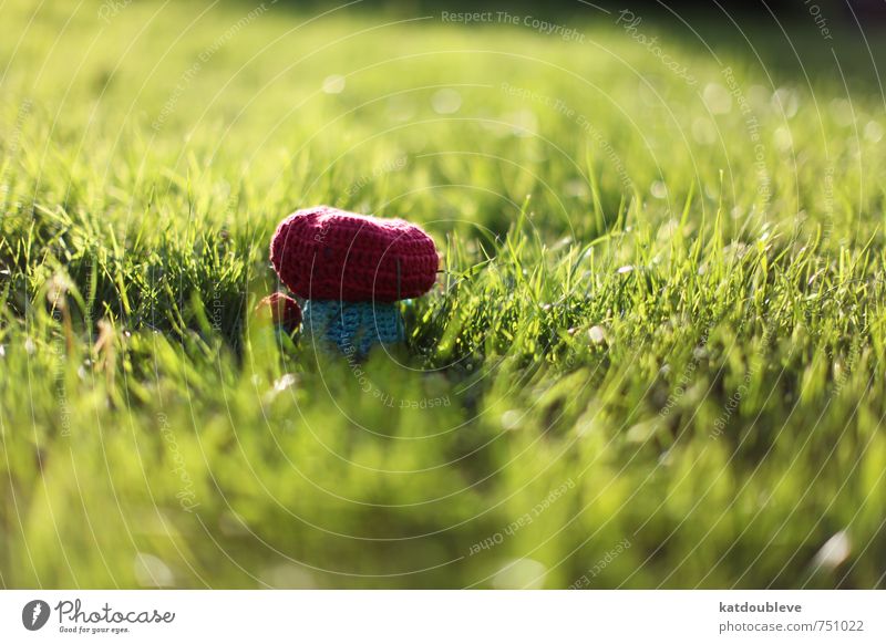 ma création Kunst Kunstwerk Umwelt Natur Landschaft Pflanze Klima Klimawandel Wetter Gras Grünpflanze Garten Wiese entdecken Blick Spielen bizarr Idee Idylle