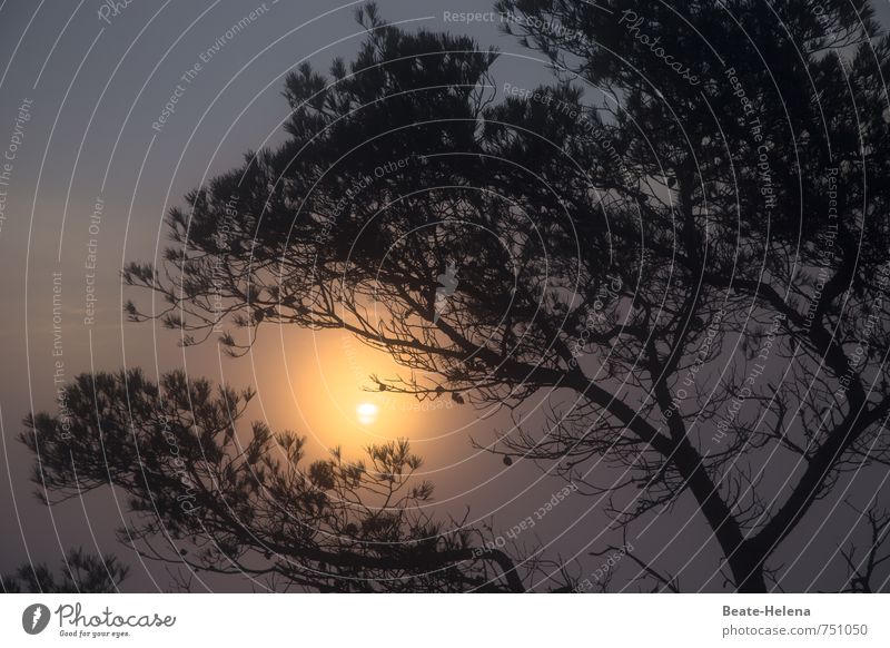 Peace | Täglicher Neuanfang Sonnenenergie Natur Landschaft Himmel Sonnenlicht Sommer Nebel Baum Erholung träumen ästhetisch Freundlichkeit blau gelb grau