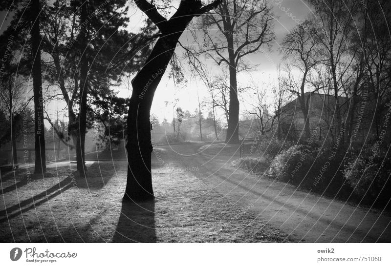 Morgenspaziergang Umwelt Natur Sonnenaufgang Sonnenuntergang Sonnenlicht Frühling Wetter Schönes Wetter Pflanze Baum Gras Park Haus Wege & Pfade leuchten