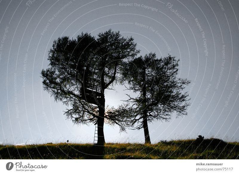 Zwei Bäume vor der Sonne Baum Hochsitz Laubbaum Wiese Hügel Leiter Schatten Silhouette