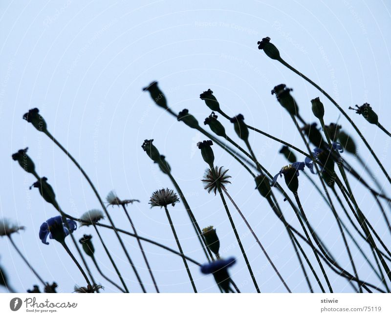 richtung: herbst Herbst Blüte Blume Pflanze Samen autumn seed blossom flower