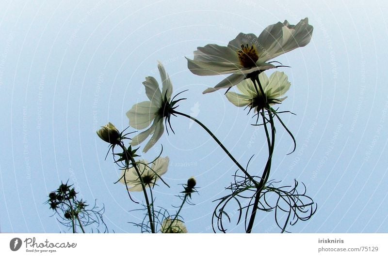 °o° blüh °ooo° Abendsonne Schmuckkörbchen Blüte Blume Sommer ruhig Schatten Verlauf Stern (Symbol) Blühend Wind Verkehrswege zur sonne Abenddämmerung Pflanze