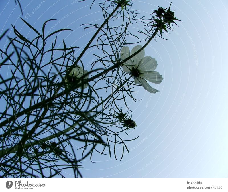 °o° blüh °oooo° Abendsonne Schmuckkörbchen Blüte Blume Sommer ruhig Schatten Verlauf Stern (Symbol) Blühend Wind Verkehrswege zur sonne Abenddämmerung Pflanze