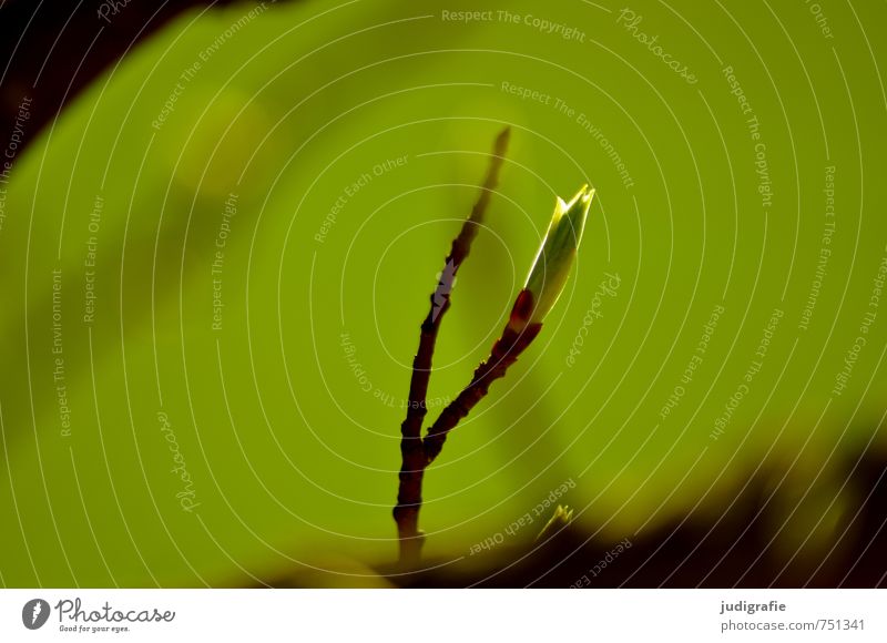 Wald Umwelt Natur Pflanze Frühling Baum Blatt Wachstum natürlich wild grün Blattknospe Farbfoto Außenaufnahme Tag Schwache Tiefenschärfe