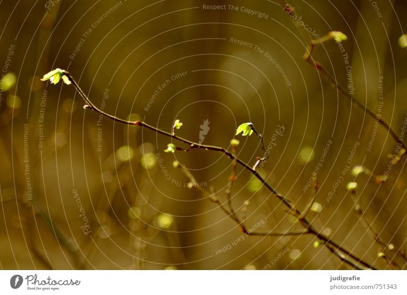 Zart Umwelt Natur Pflanze Frühling Baum Sträucher Blatt Wald leuchten Wachstum natürlich Wärme blau grün Leben Zweig Farbfoto Außenaufnahme Tag