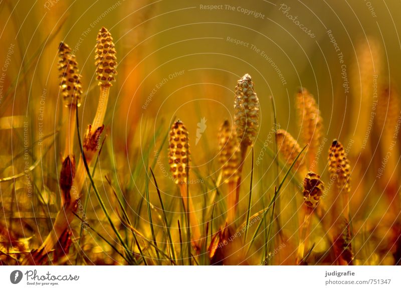 Wiese Umwelt Natur Pflanze Gras Blüte Wildpflanze leuchten Wachstum außergewöhnlich natürlich wild gelb gold Farbfoto Außenaufnahme Menschenleer Licht