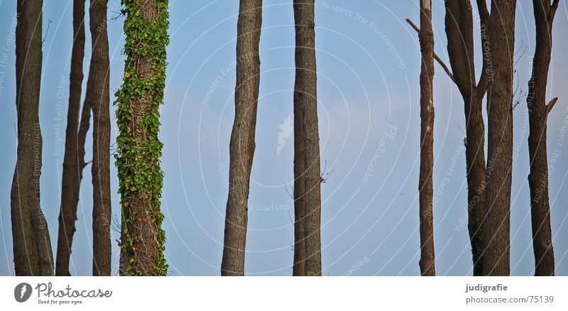 Bäume Individualist Baum Efeu Ranke Wald Waldlichtung Weststrand bewachsen Baumstamm Himmel Natur Leben Tod