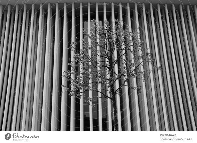 Aufforstung Stil Ferien & Urlaub & Reisen Städtereise Büro Wirtschaft Kapitalwirtschaft Kunst Ausstellung Architektur Theater Sommer Pflanze Baum Grünpflanze