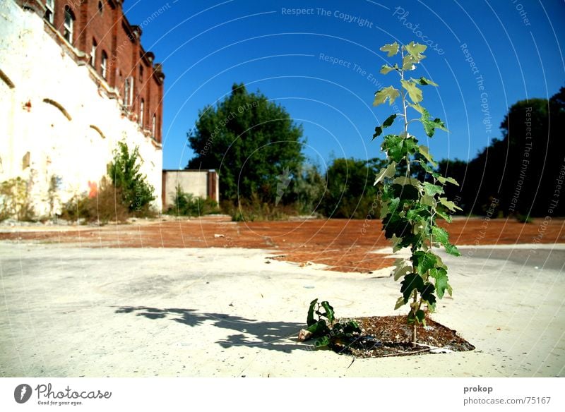 Kleiner Goliath Baum Blatt baufällig grün Mut Pflanze Ruine weiß Außenseiter Insolvenz Himmel blau Stein Erde tree little tree leaf abandoned building site hope