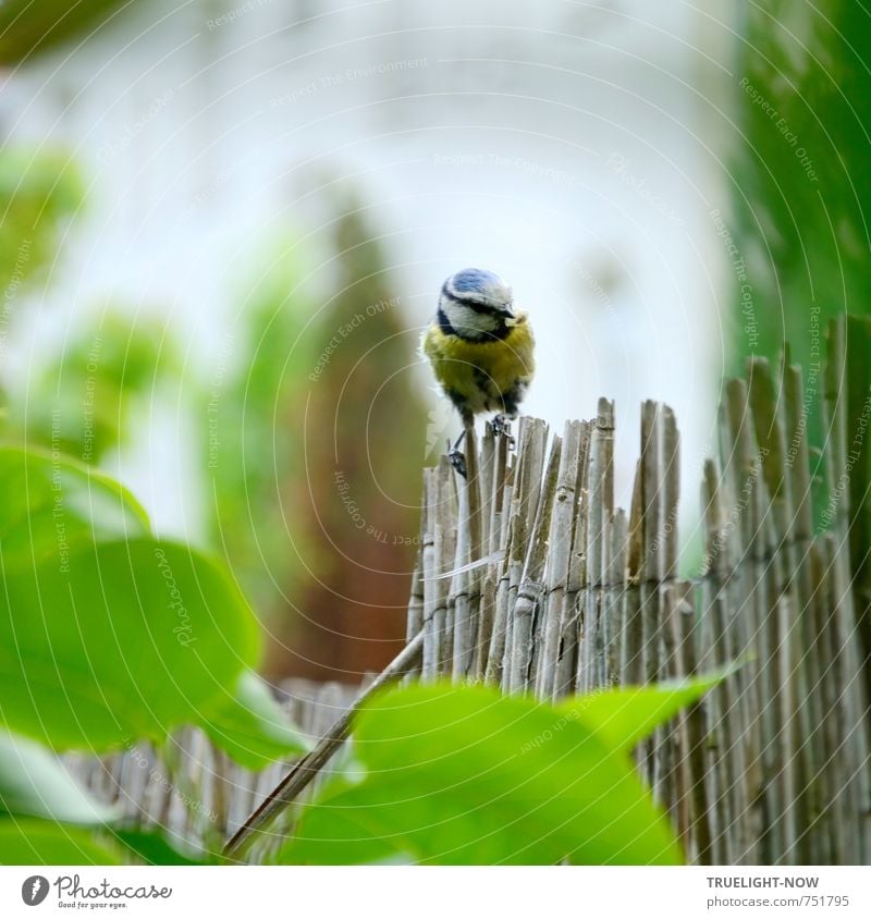 Zaungast Umwelt Natur Tier Sträucher Blatt Garten Arbeit & Erwerbstätigkeit rennen beobachten fangen fliegen Fressen füttern Blick schön klein natürlich