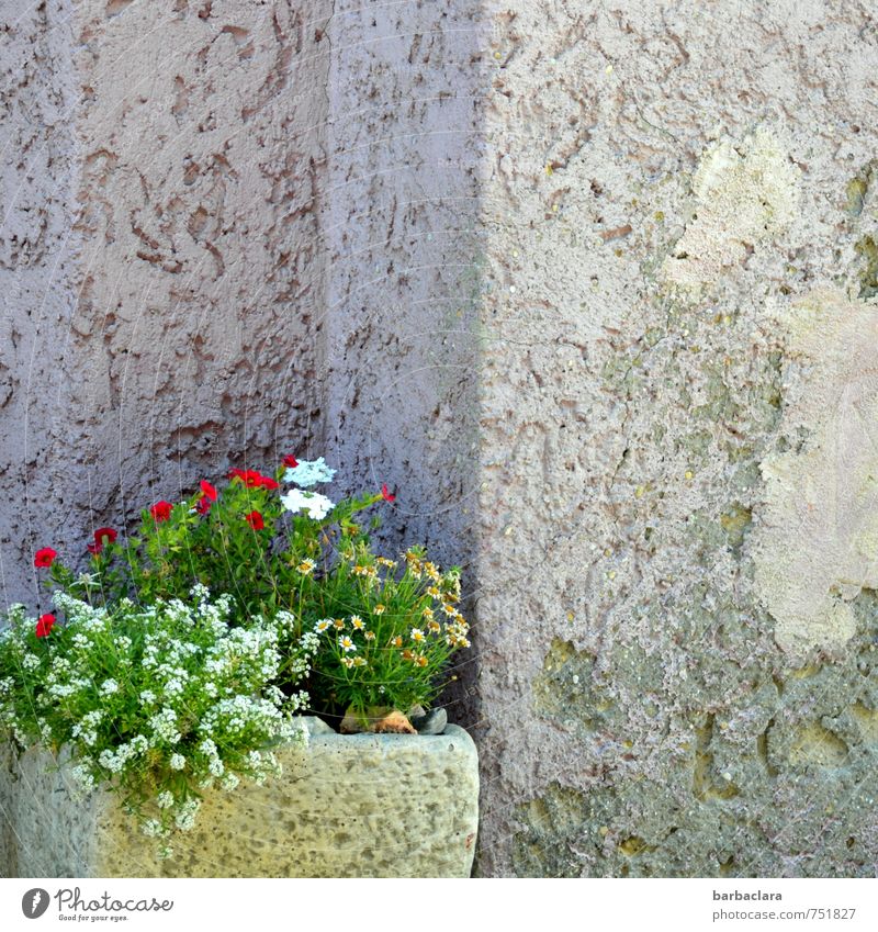 Nischendasein Dekoration & Verzierung Pflanze Blume Blüte Topfpflanze Gebäude Mauer Wand Fassade Behälter u. Gefäße Ecke Stein Beton Blühend alt mehrfarbig