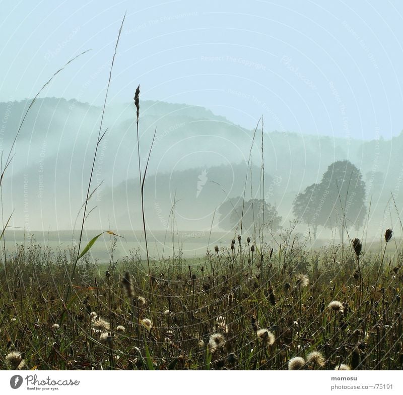 Nebelmorgen Herbst Stimmung Gras Baum Wiese Berge u. Gebirge Himmel Lichterscheinung