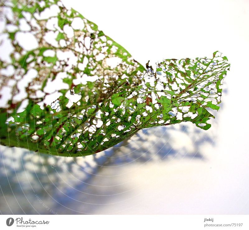 Durchblick links Blatt zerfressen grün welk Pflanze Wellen Herbst Licht Freisteller gedreht Natur zart weich durchsichtig luftig Schatten alt Bewegung autumn