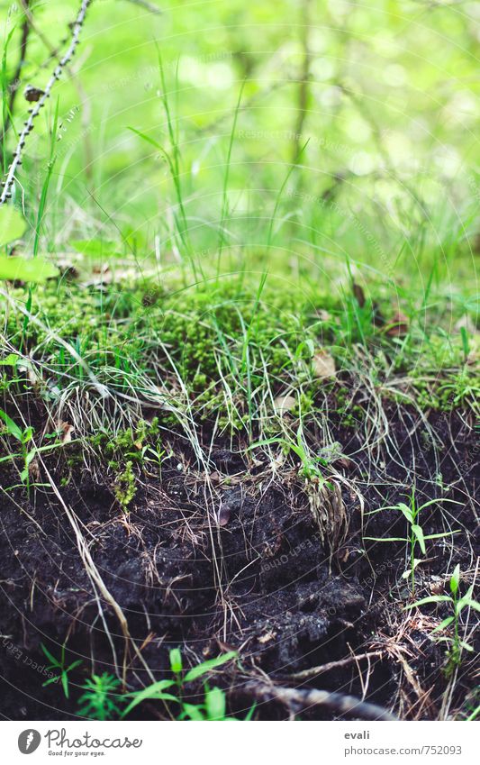 Neuanfang Umwelt Natur Erde Frühling Sommer Pflanze Gras Sträucher Moos Park Wald frisch grün Frühlingsgefühle Abenteuer Beginn Erholung Wurzel Farbfoto