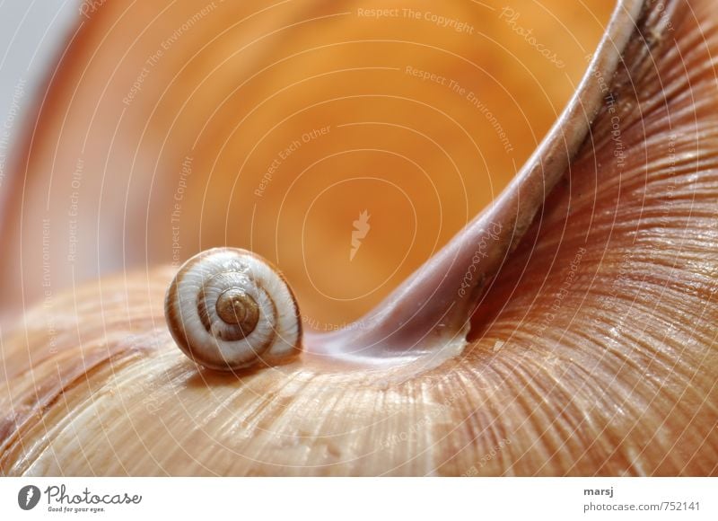 soooo gross! Tier Wildtier Schnecke Weinbergschneckenhaus 1 Tierjunges Spirale entdecken einfach Zusammensein klein nah niedlich braun Neugier Einsamkeit