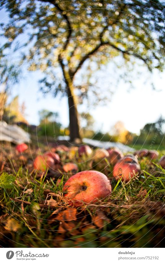 Erntedank Natur Erde Herbst Pflanze Baum Gras Nutzpflanze Garten Wachstum Farbfoto Außenaufnahme Menschenleer Dämmerung Starke Tiefenschärfe