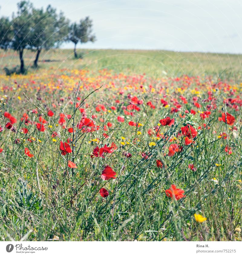 Blumenwiese am Olivenhain Natur Landschaft Pflanze Himmel Frühling Schönes Wetter Baum Gras Wiese Blühend Lebensfreude Frühlingsgefühle Mohnfeld Quadrat