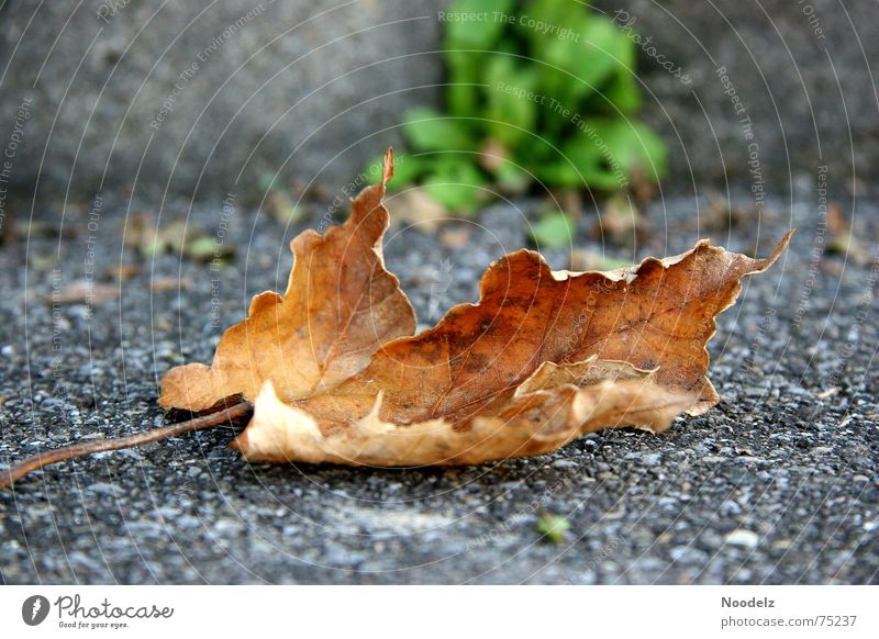 Otum Herbst kalt Blatt braun grün Asphalt Einsamkeit Stengel Straße Bodenbelag mögen wintereinbruch