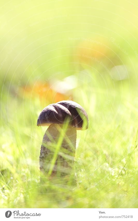 Sonnenbad Natur Pflanze Herbst Schönes Wetter Gras Pilz Wiese hell klein lecker braun gelb grün Farbfoto mehrfarbig Außenaufnahme Nahaufnahme Menschenleer